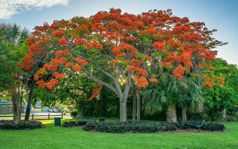 GARDEN CENTER CAPE CORAL and LANDSCAPERS