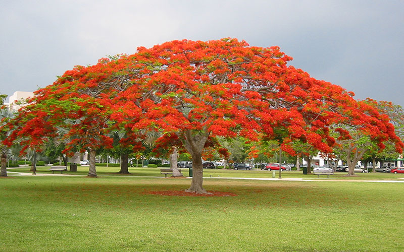GARDEN CENTER CAPE CORAL and LANDSCAPERS