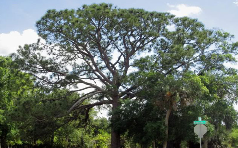 GARDEN CENTER CAPE CORAL and LANDSCAPERS