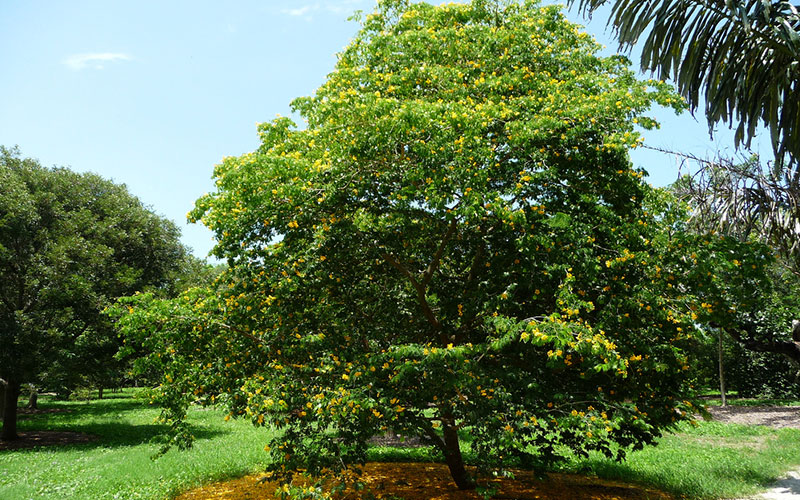 GARDEN CENTER CAPE CORAL and LANDSCAPERS