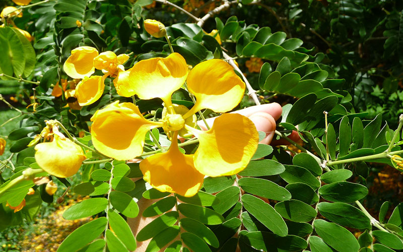 GARDEN CENTER CAPE CORAL and LANDSCAPERS