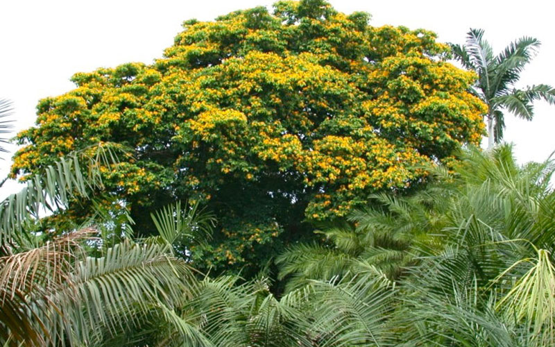 GARDEN CENTER CAPE CORAL and LANDSCAPERS