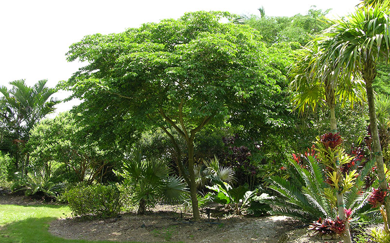 GARDEN CENTER CAPE CORAL and LANDSCAPERS