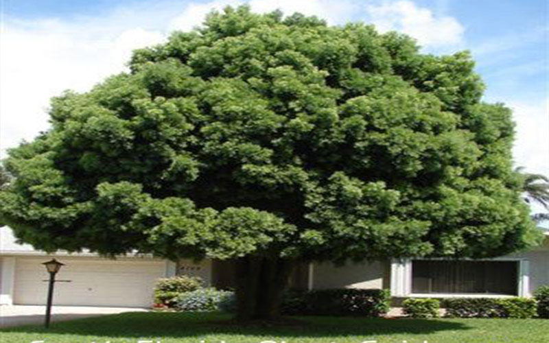 GARDEN CENTER CAPE CORAL and LANDSCAPERS