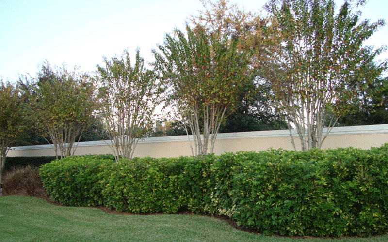 GARDEN CENTER CAPE CORAL and LANDSCAPERS