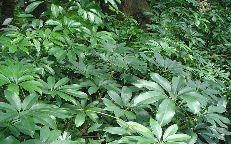 GARDEN CENTER CAPE CORAL and LANDSCAPERS