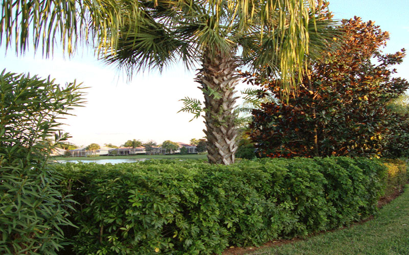 GARDEN CENTER CAPE CORAL and LANDSCAPERS