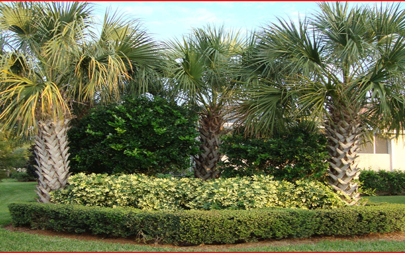 GARDEN CENTER CAPE CORAL and LANDSCAPERS
