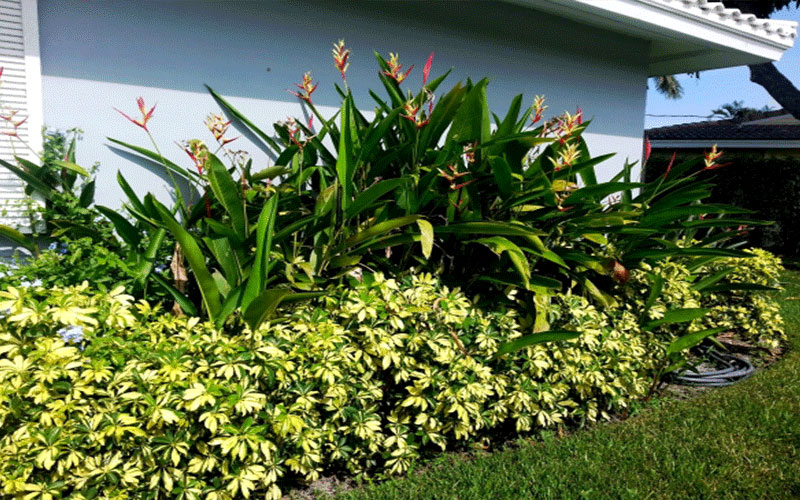 GARDEN CENTER CAPE CORAL and LANDSCAPERS