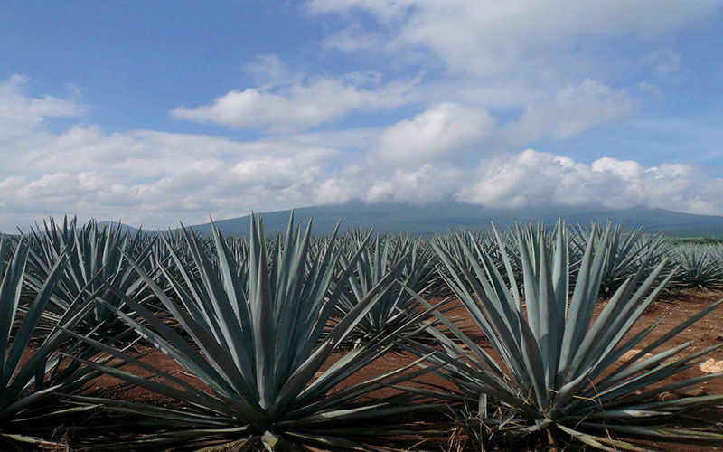 GARDEN CENTER CAPE CORAL and LANDSCAPERS