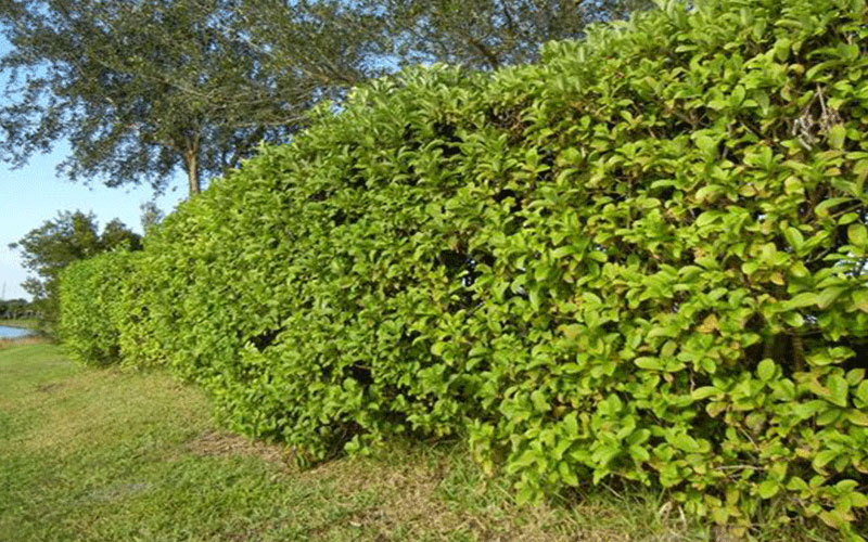 GARDEN CENTER CAPE CORAL and LANDSCAPERS