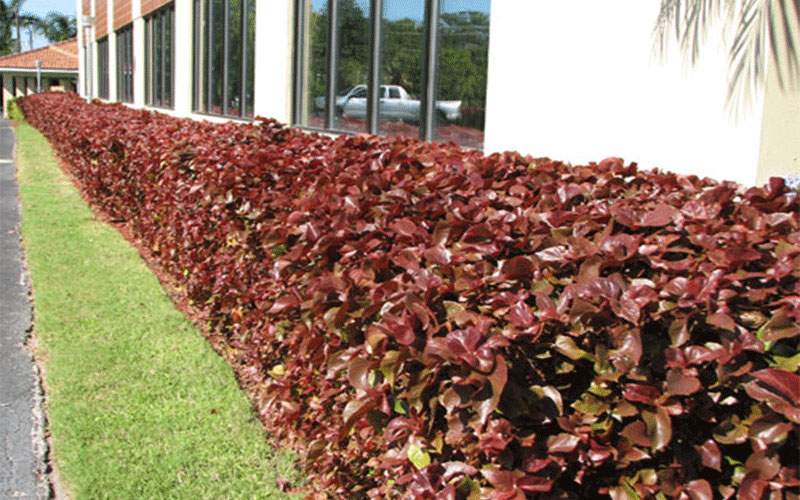 GARDEN CENTER CAPE CORAL and LANDSCAPERS