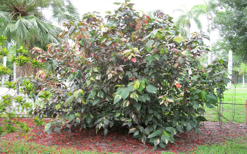 GARDEN CENTER CAPE CORAL and LANDSCAPERS