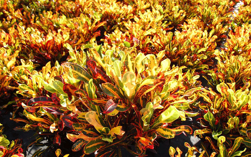 GARDEN CENTER CAPE CORAL and LANDSCAPERS