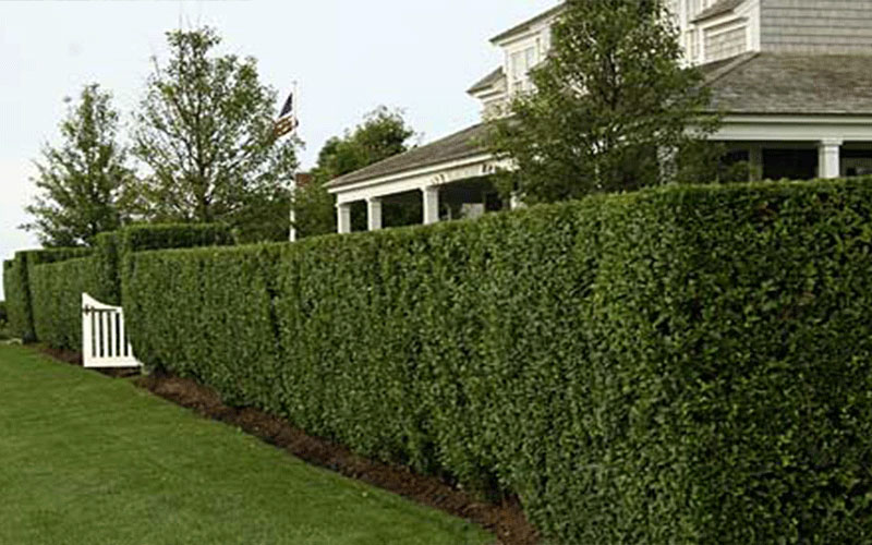 GARDEN CENTER CAPE CORAL and LANDSCAPERS