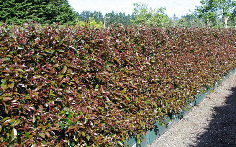 GARDEN CENTER CAPE CORAL and LANDSCAPERS