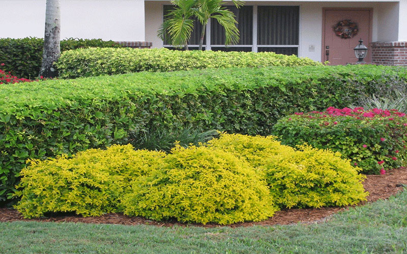 GARDEN CENTER CAPE CORAL and LANDSCAPERS
