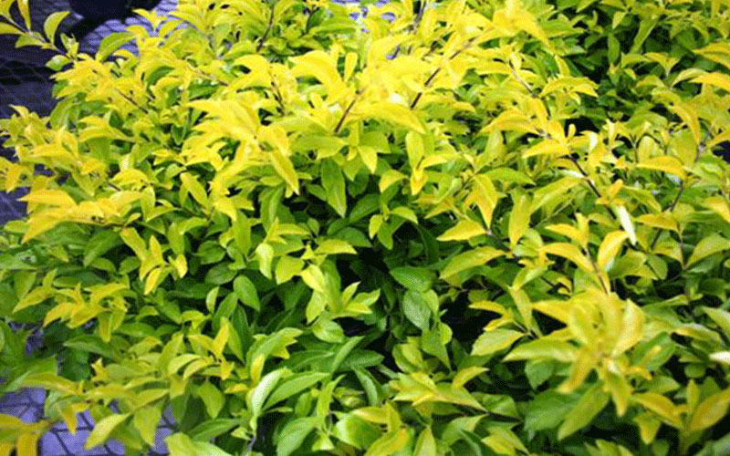 GARDEN CENTER CAPE CORAL and LANDSCAPERS