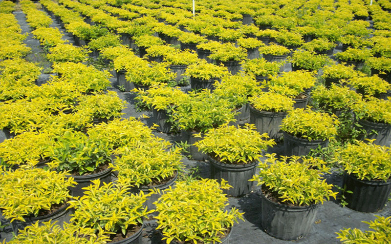 GARDEN CENTER CAPE CORAL and LANDSCAPERS