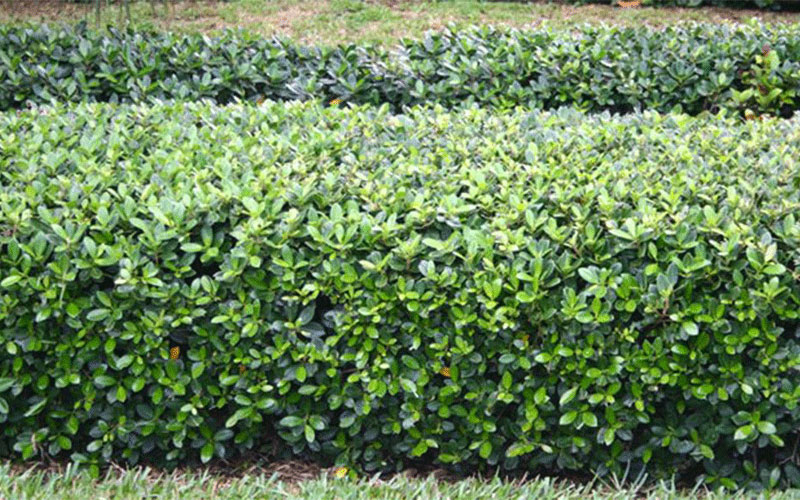 GARDEN CENTER CAPE CORAL and LANDSCAPERS