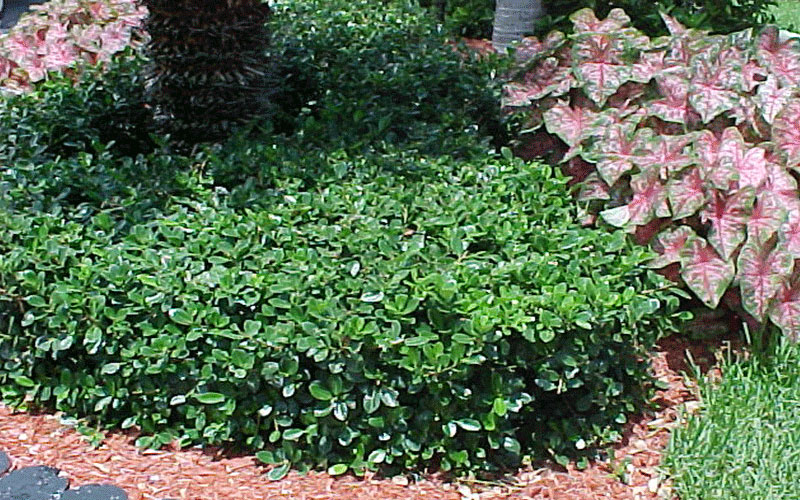 GARDEN CENTER CAPE CORAL and LANDSCAPERS