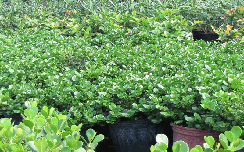 GARDEN CENTER CAPE CORAL and LANDSCAPERS