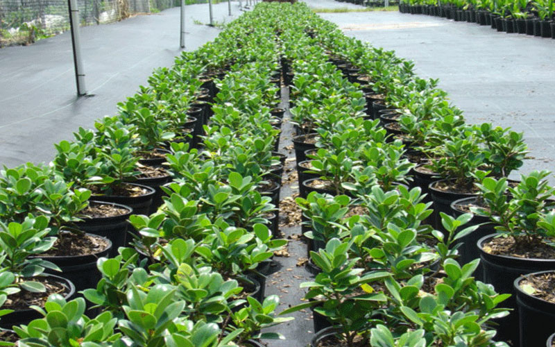 GARDEN CENTER CAPE CORAL and LANDSCAPERS