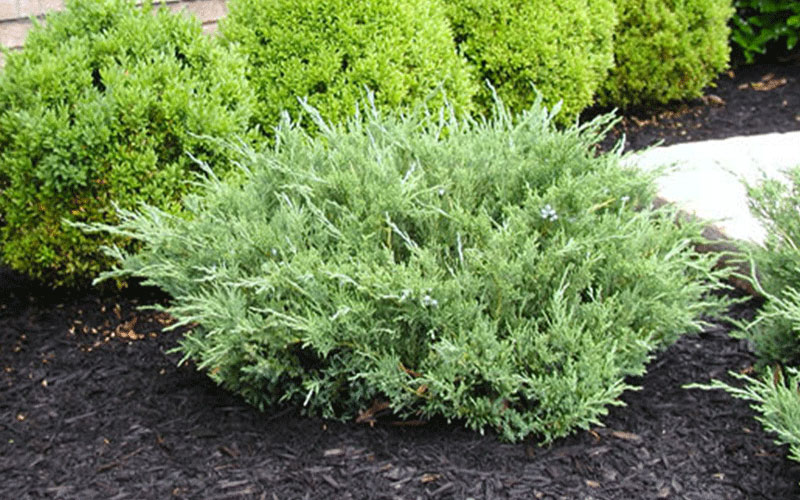 GARDEN CENTER CAPE CORAL and LANDSCAPERS