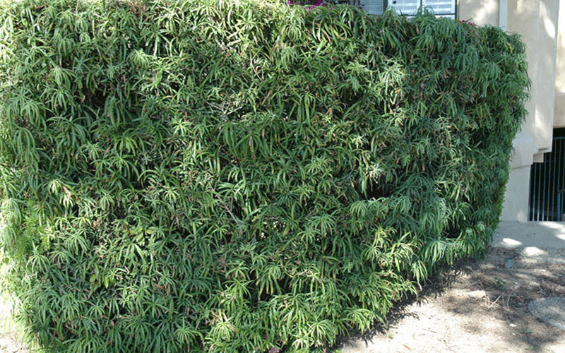 GARDEN CENTER CAPE CORAL and LANDSCAPERS