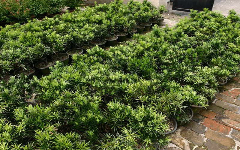 GARDEN CENTER CAPE CORAL and LANDSCAPERS