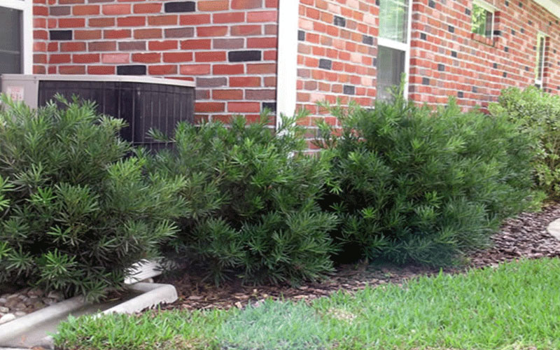 GARDEN CENTER CAPE CORAL and LANDSCAPERS