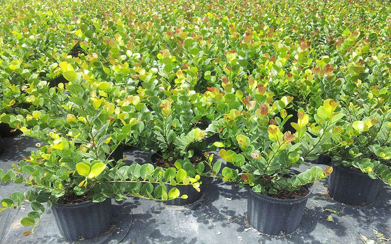 GARDEN CENTER CAPE CORAL and LANDSCAPERS