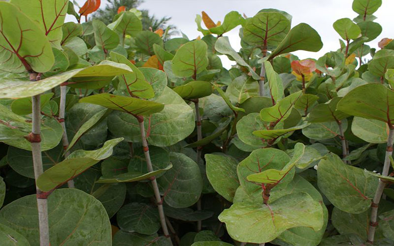 GARDEN CENTER CAPE CORAL and LANDSCAPERS