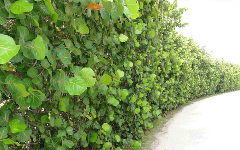 GARDEN CENTER CAPE CORAL and LANDSCAPERS