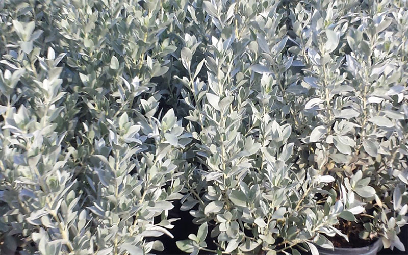 GARDEN CENTER CAPE CORAL and LANDSCAPERS