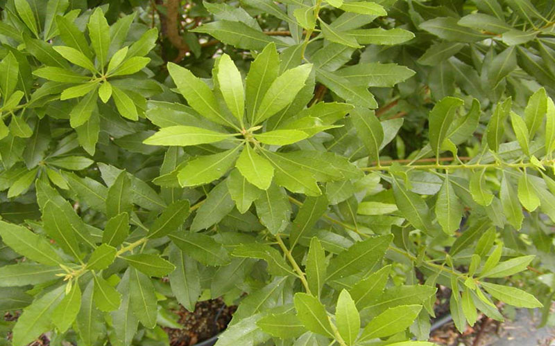 GARDEN CENTER CAPE CORAL and LANDSCAPERS