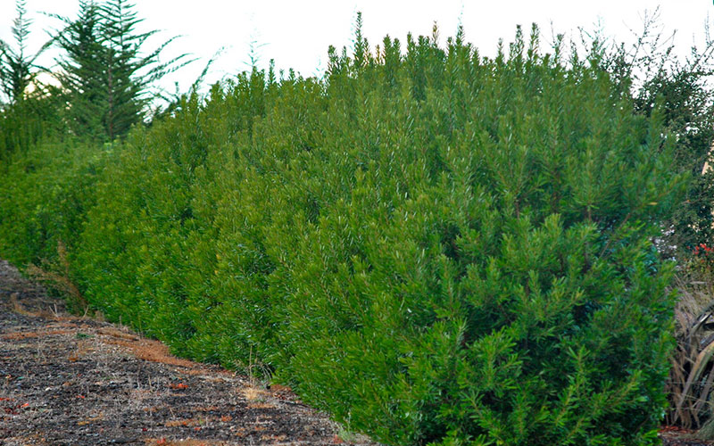 GARDEN CENTER CAPE CORAL and LANDSCAPERS