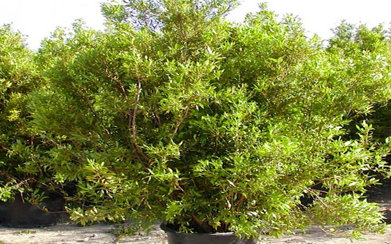 GARDEN CENTER CAPE CORAL and LANDSCAPERS