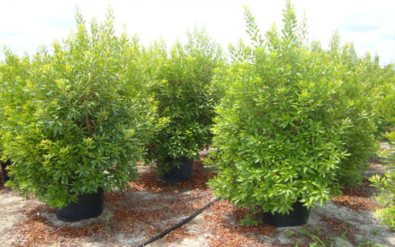 GARDEN CENTER CAPE CORAL and LANDSCAPERS