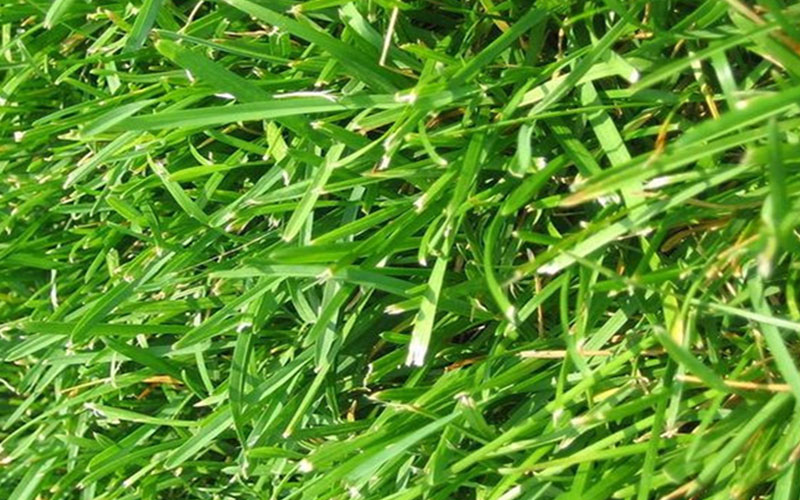 GARDEN CENTER CAPE CORAL and LANDSCAPERS