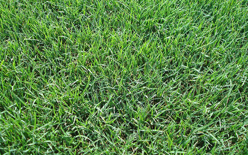 GARDEN CENTER CAPE CORAL and LANDSCAPERS