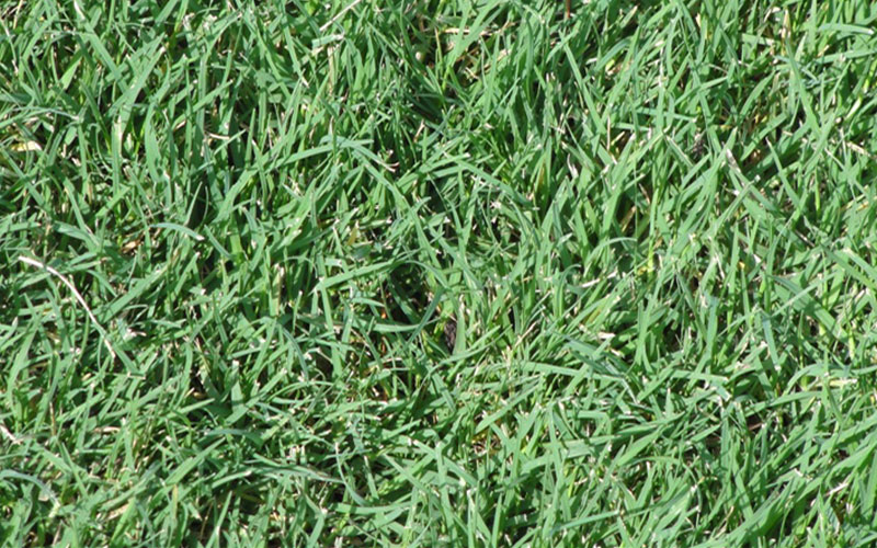 GARDEN CENTER CAPE CORAL and LANDSCAPERS