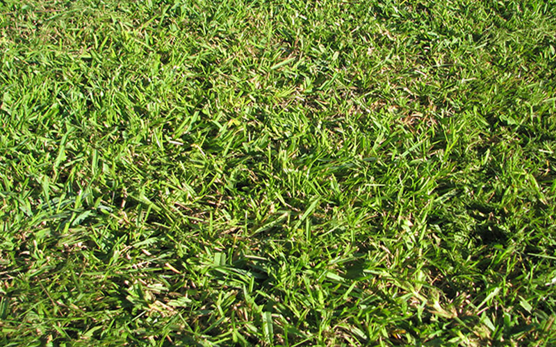 GARDEN CENTER CAPE CORAL and LANDSCAPERS