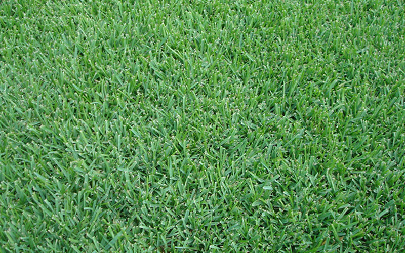 GARDEN CENTER CAPE CORAL and LANDSCAPERS