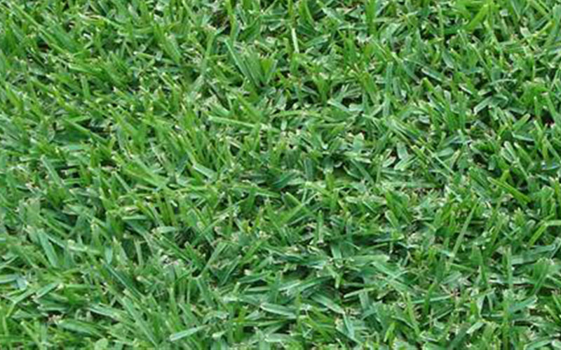 GARDEN CENTER CAPE CORAL and LANDSCAPERS