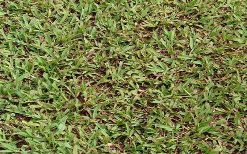 GARDEN CENTER CAPE CORAL and LANDSCAPERS