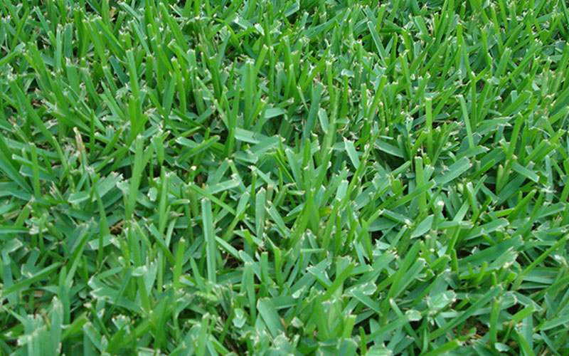 GARDEN CENTER CAPE CORAL and LANDSCAPERS