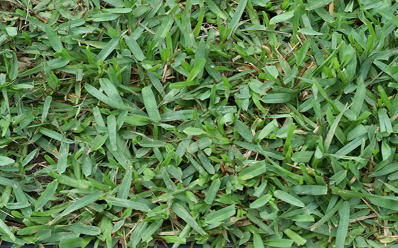 GARDEN CENTER CAPE CORAL and LANDSCAPERS