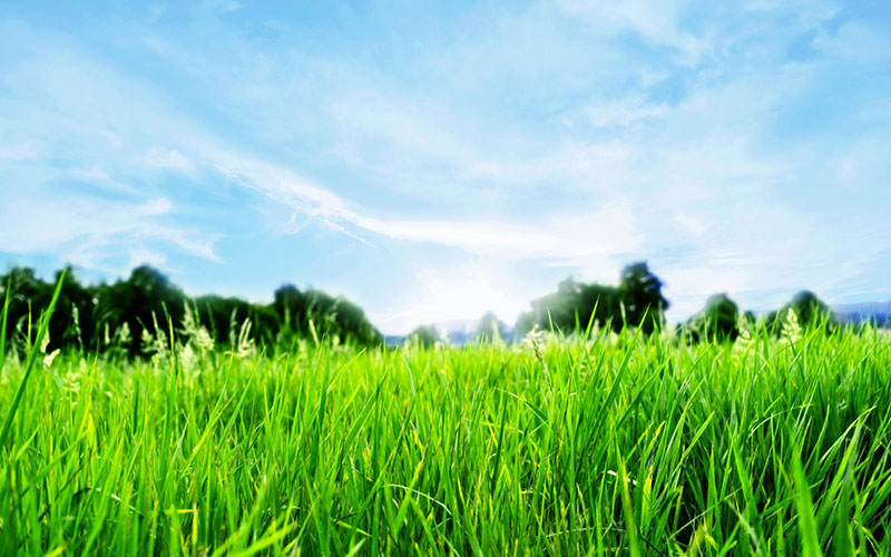 GARDEN CENTER CAPE CORAL and LANDSCAPERS