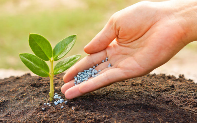 GARDEN CENTER CAPE CORAL AND LANDSCAPERS